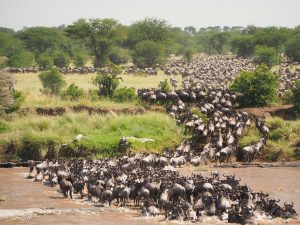 5 Days Tanzania Wildlife Tour