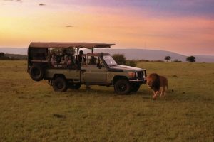 7 Days Luxury Tanzania Safari