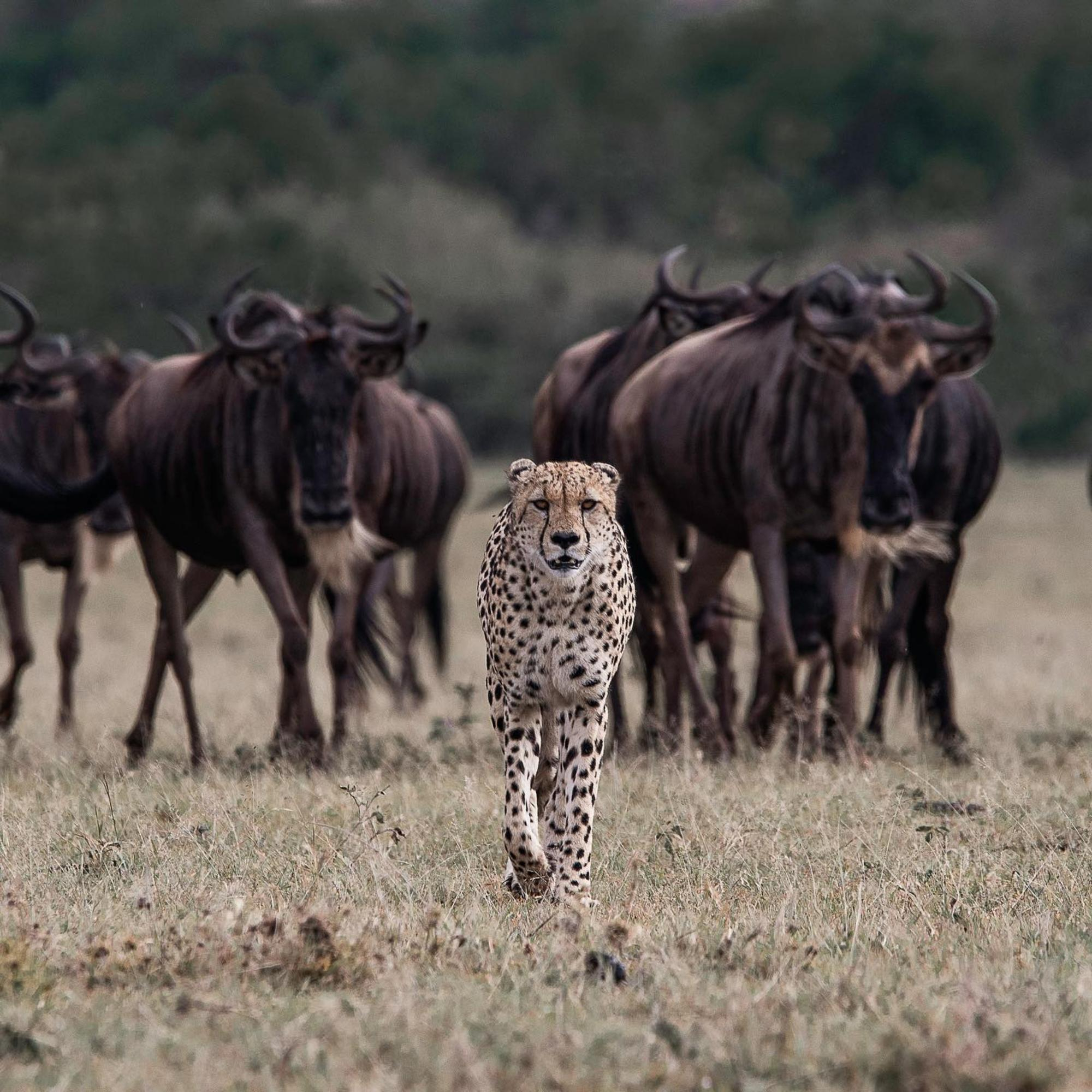 12 Days Kenya and Uganda Safari via Kigali City