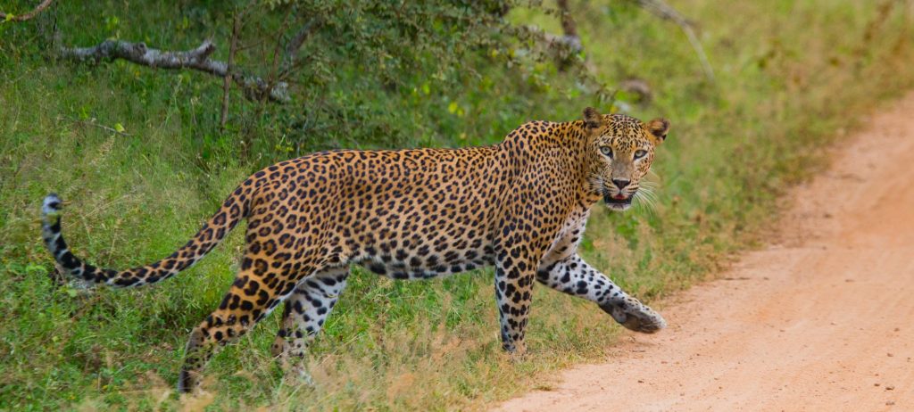 Nirvana Safaris Big Five Viewing in Masai Mara (leopard)