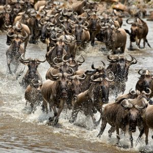 Nirvana Safaris Masai Mara Wildebeest Great Migration Safari