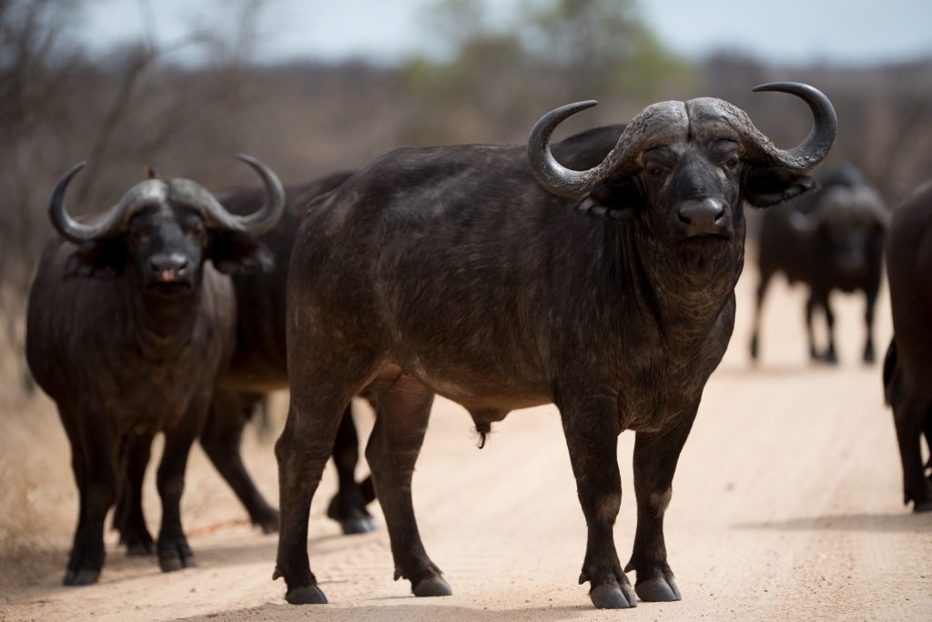 Nirvana Safaris Big Five Viewing in Masai Mara ( bufallos)