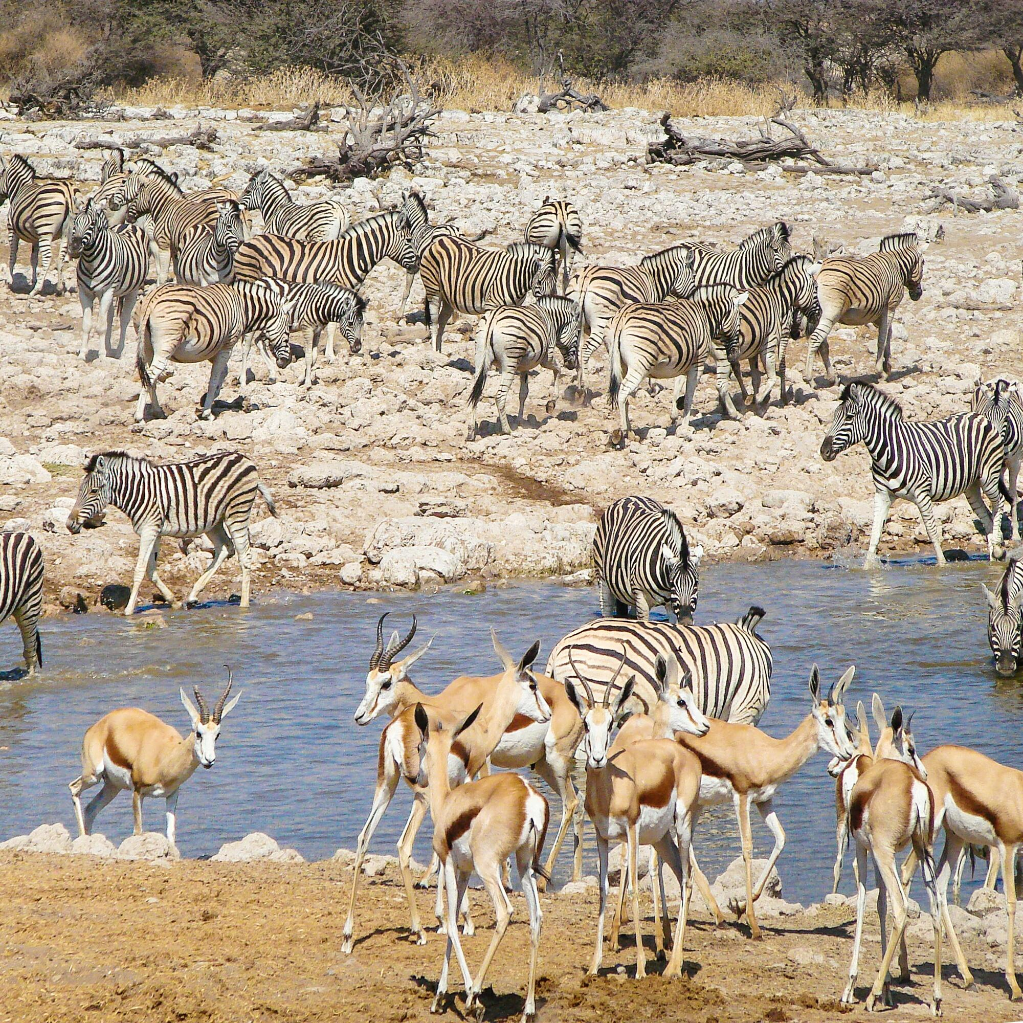 Nirvana Safaris 8 Days Kenya Wildlife Safari