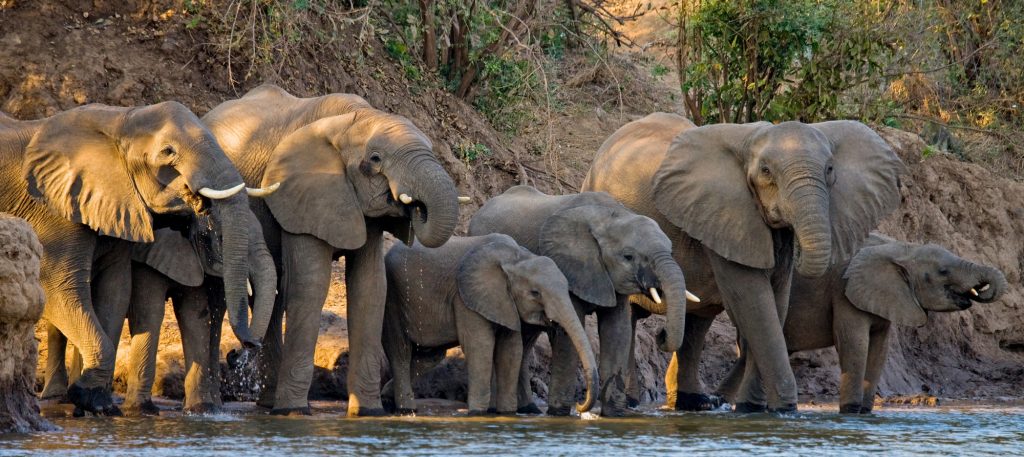 Nirvana Safaris Big Five Viewing In Masai Mara (Elephant Family)