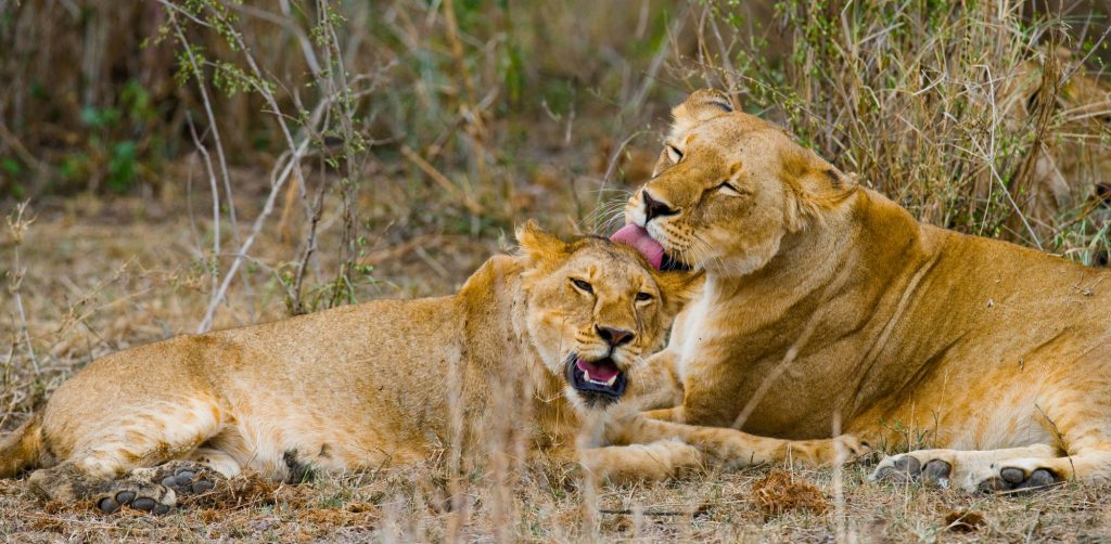 Nirvana Safaris Big Five Viewing in Masai Mara