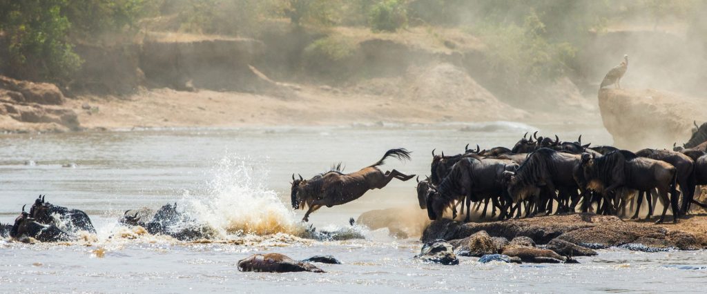 Great Migration & Zanzibar Beach Safari Nirvana Safaris Ltd