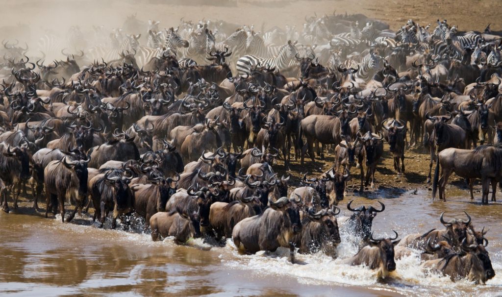 Nirvana Safaris Masai Mara Wildebeest Great Migration Safari