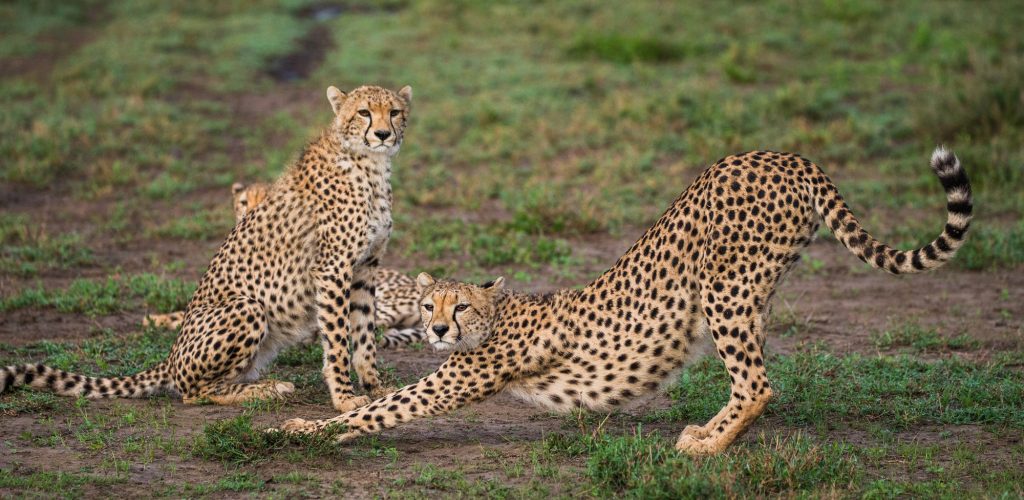 10 Days Great Migration Safari Package - Nirvana Safaris