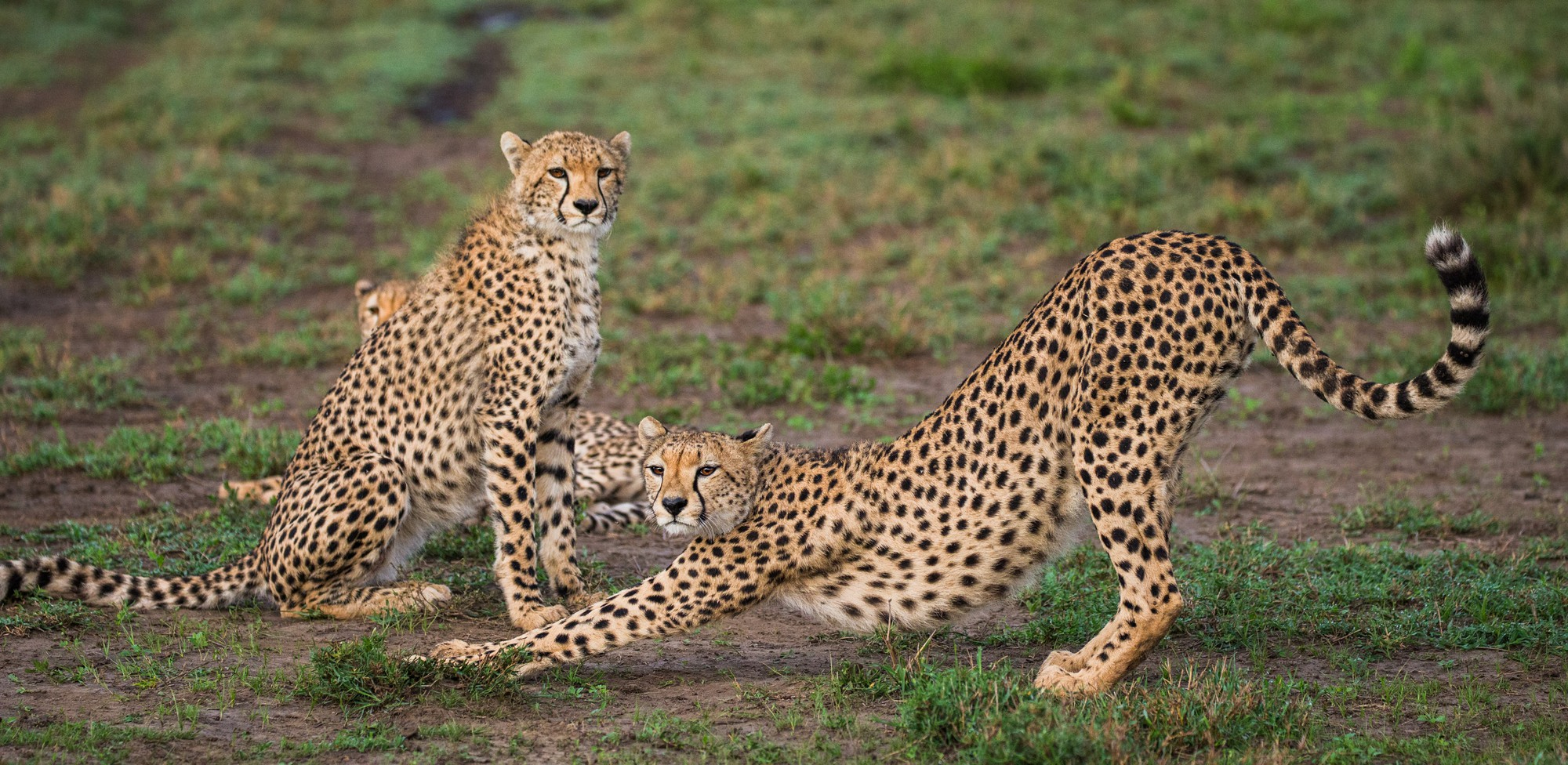 10 Days Great Migration Safari Package - Nirvana Safaris