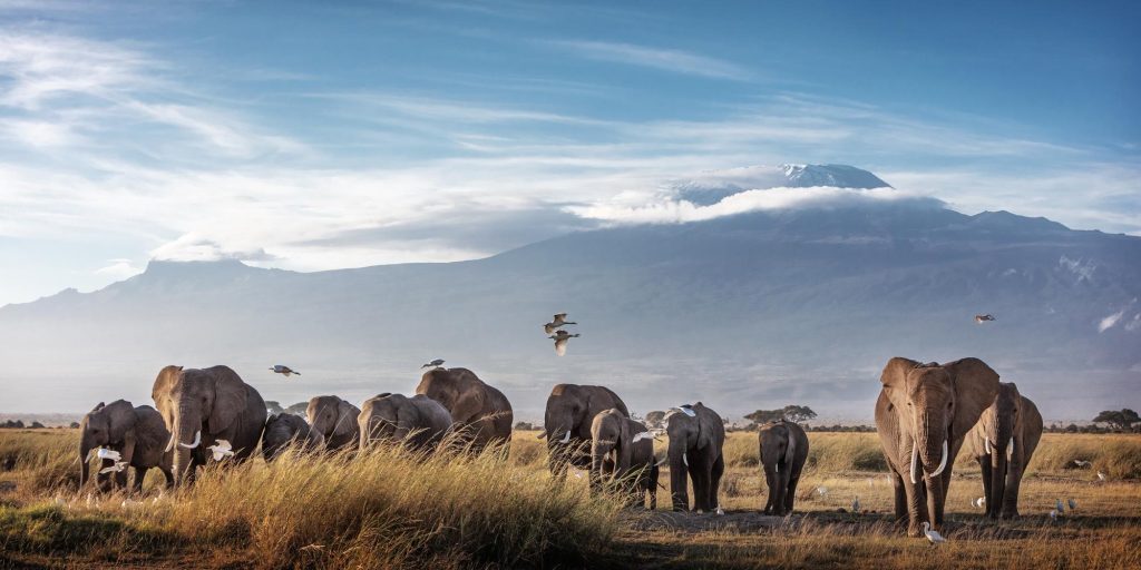 Nirvana Saafris 7 Days Ultimate Kenya Wildlife Safari – 2026