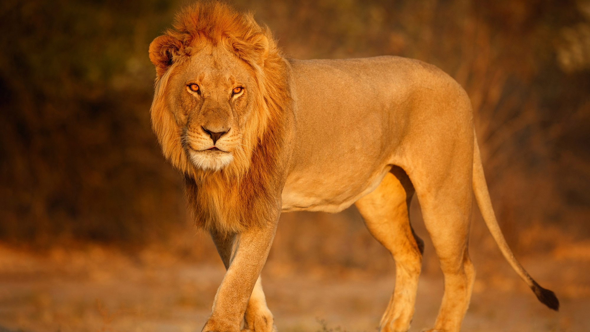 Nirvana Safaris Big Five Viewing in Masai Mara