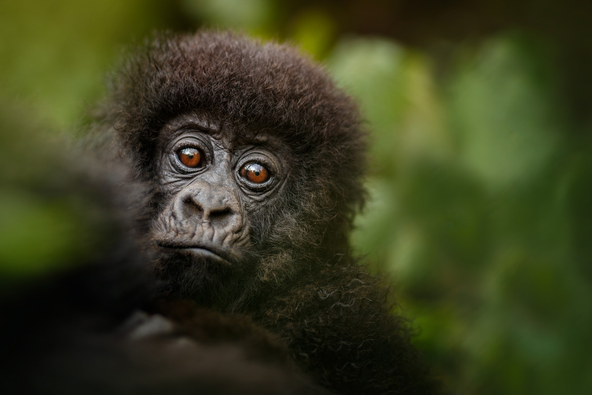10 days ultimate uganda safari