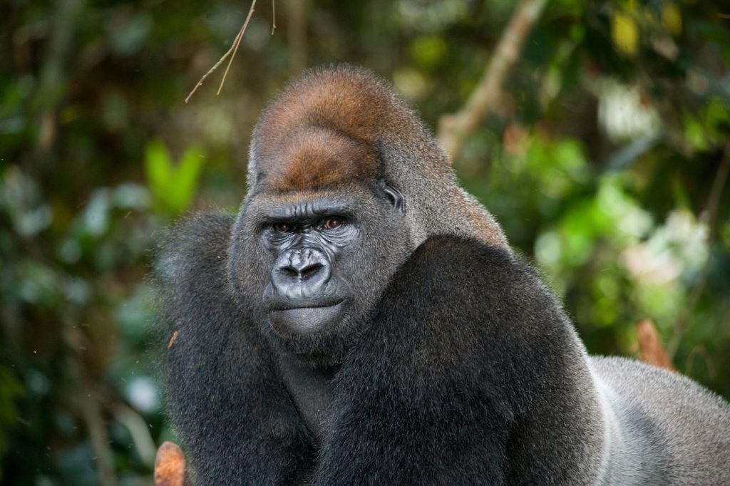 Gorilla Permits in Uganda: Everything You Need to Know Before Trekking