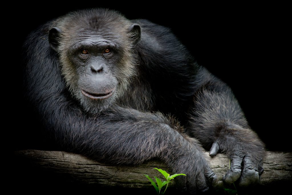 5 Days Uganda Wildlife safari & Chimpanzee trekking tour