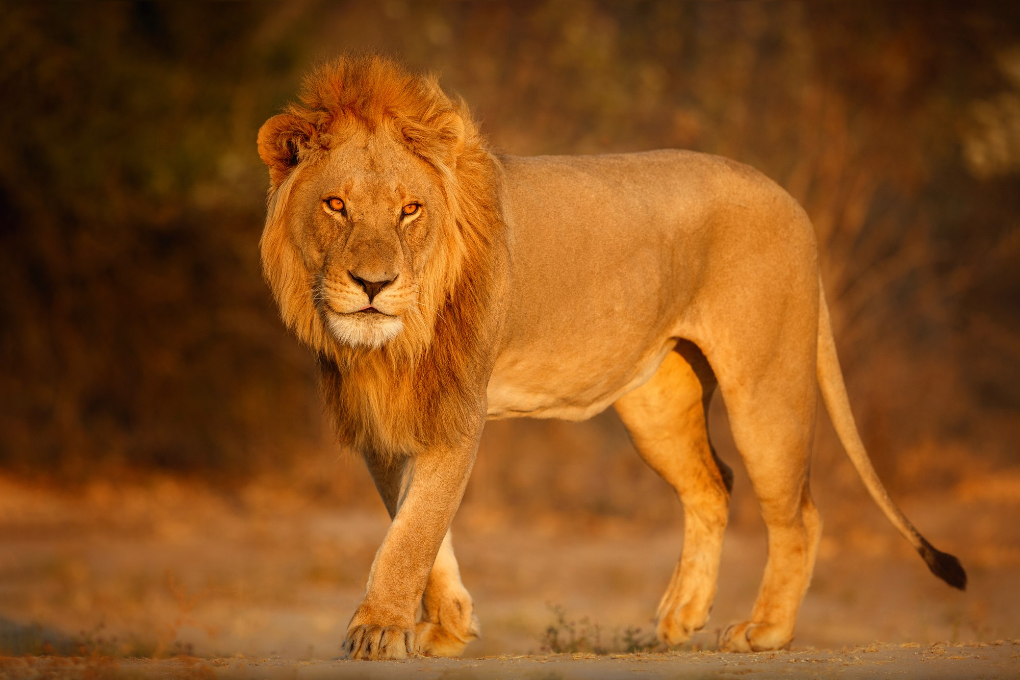 8 Days Uganda Primates and Wildlife Safari<br />

