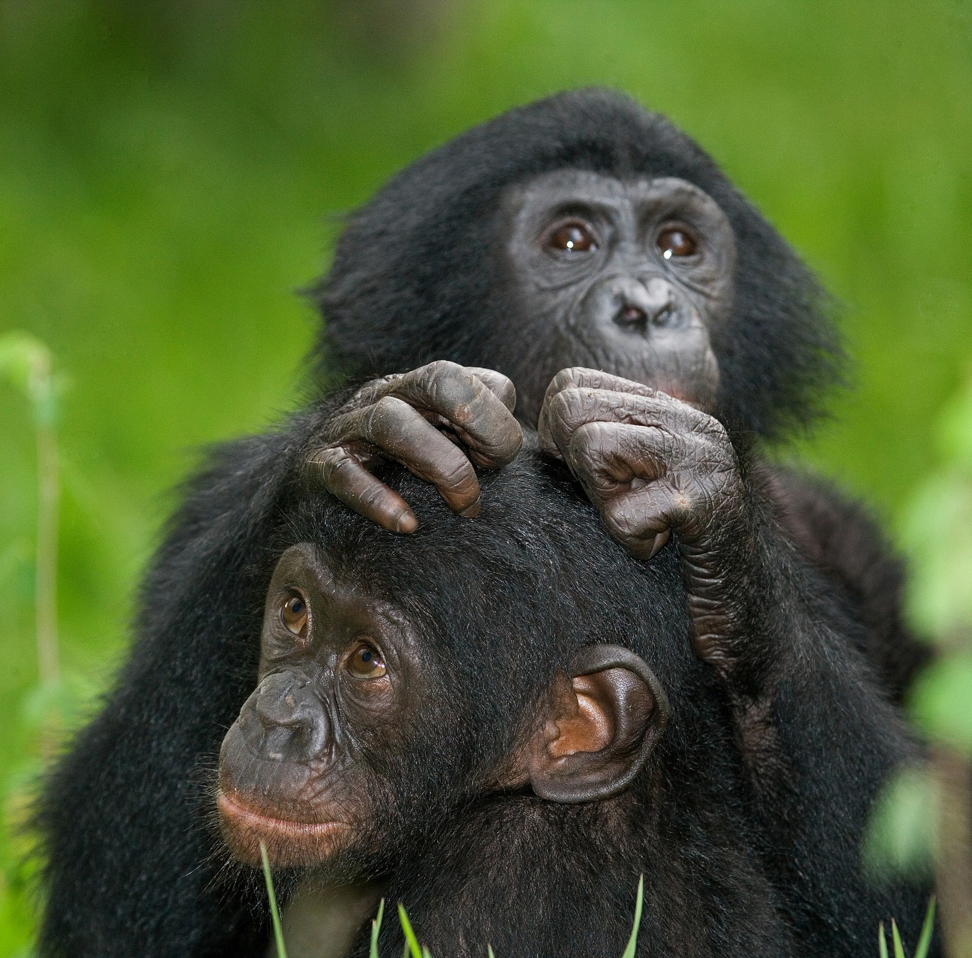 Gorilla Trekking Tours from the USA