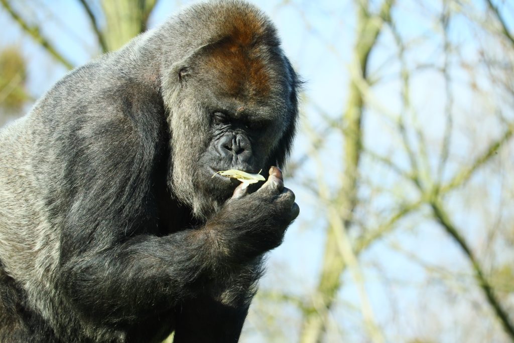 Gorilla Trekking Rules and Etiquette: Nirvana Safaris