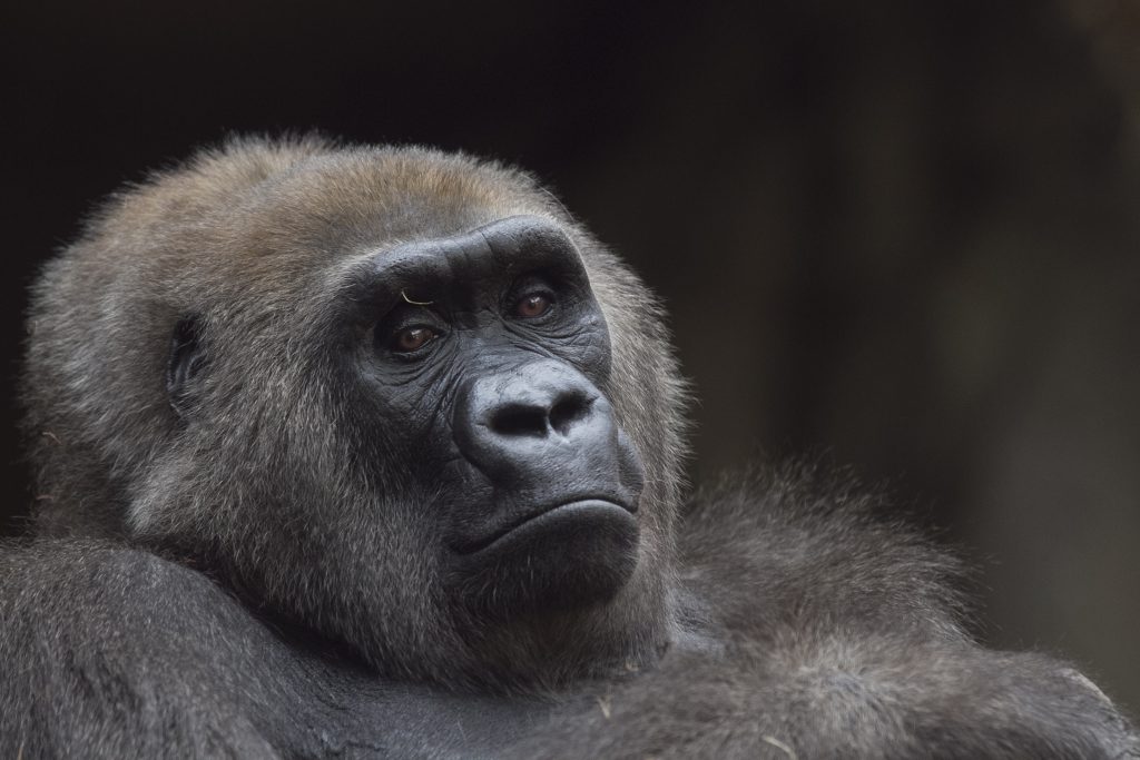Gorilla Trekking Tours from the USA: Complete Guide to Planning Your Uganda Gorilla Safari : Nirvana Safaris Ltd