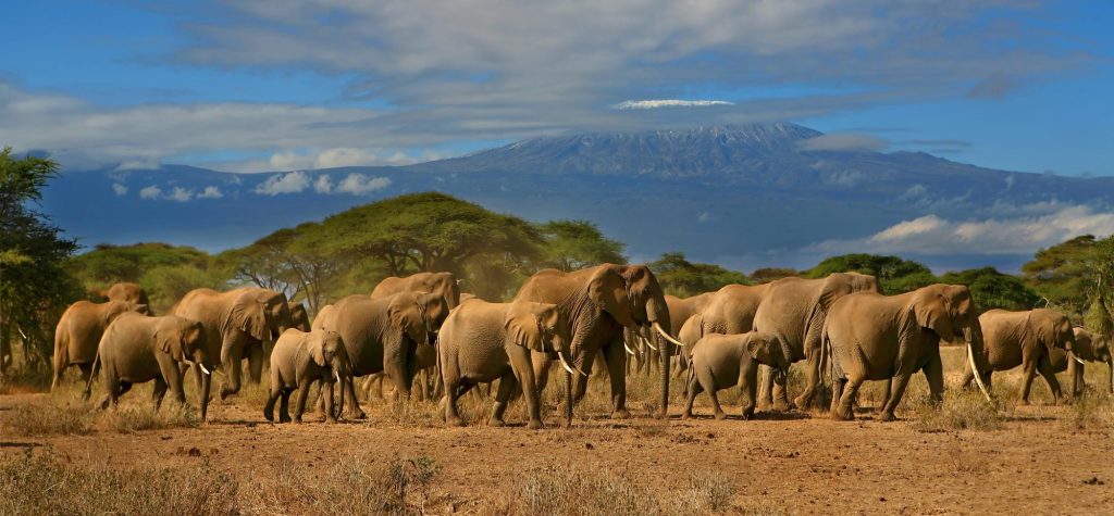 Amboseli National Park